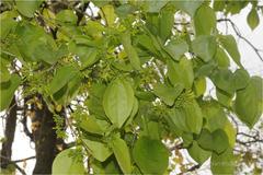 Strychnos nux-vomica